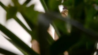 AVSA-231 超密着接写 黒ギャル逆バニー 巨乳ムチムチハメ狂い